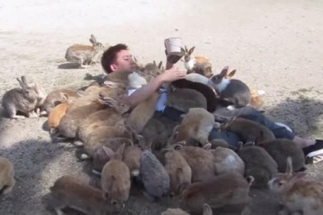 Video: Mann wird von einer Kaninchen-Herde niedergekuschelt