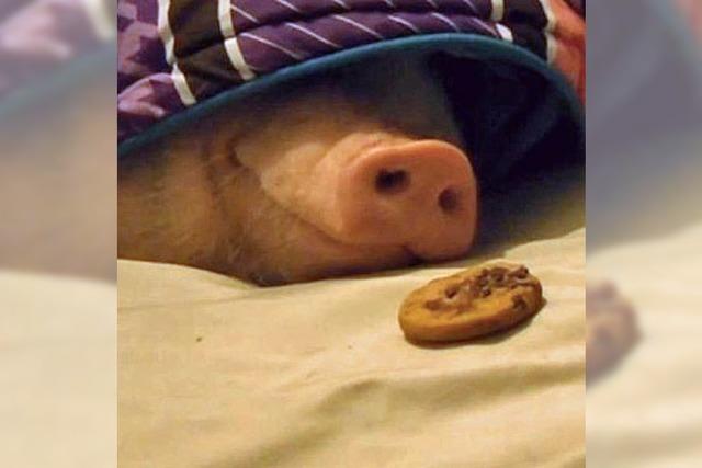 Video: Keksgeruch weckt ein schlafendes Schwein auf