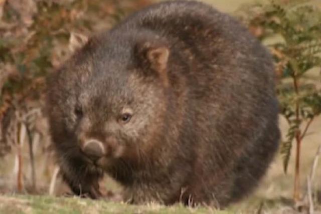 Wombats kacken Würfel