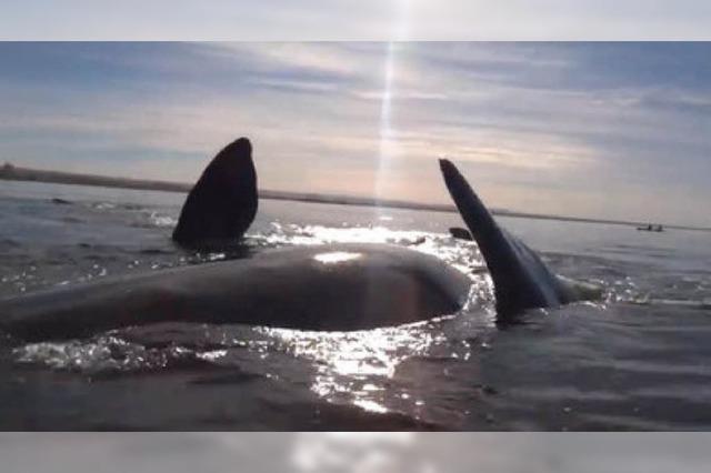 Video: Kajakfahrer stranden auf dem Rücken eines Wals