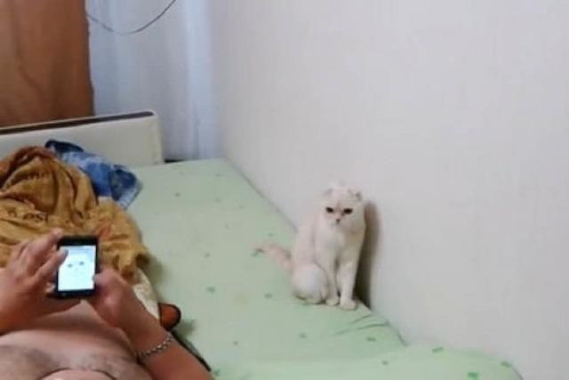 Video: So reagiert eine Katze auf die russische Nationalhymne