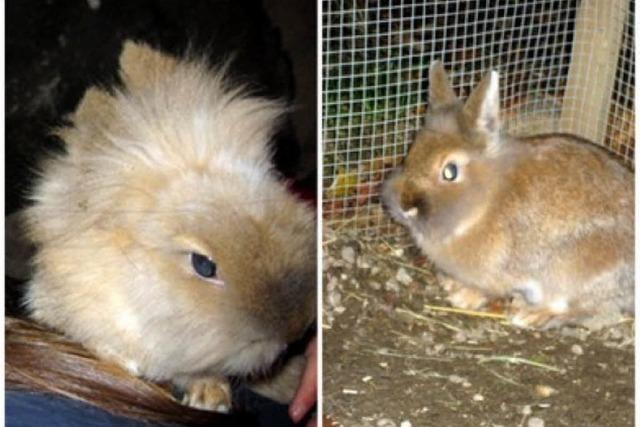 Familie Petrykowski sucht ihre Kaninchen Pumuckl und Trulla