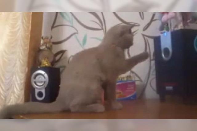 Video: Diese Katze versucht, den Bass zu fangen