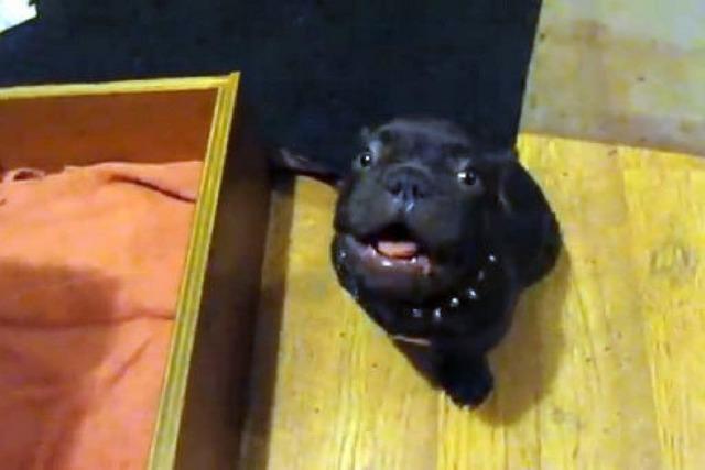 Video: Ser Bulldoggen-Welpe will nicht ins Bett