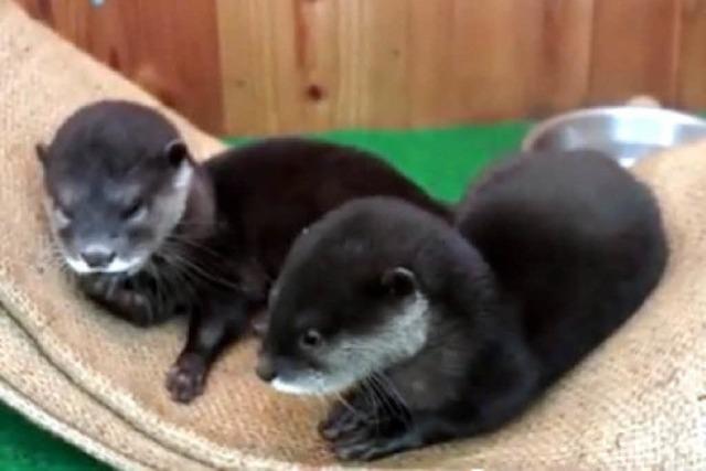 Video: Otter-Babys nuckeln an ihren kleinen Pfoten