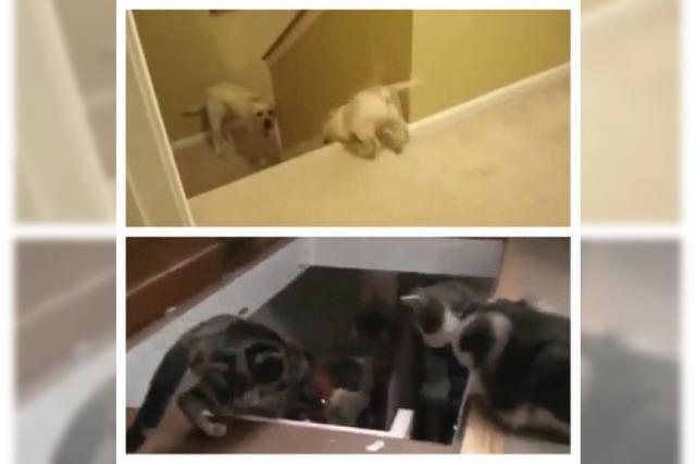 Video: So bringen Hunde ihren Welpen bei, wie man Treppen runtergeht - und so Katzen ihre Kätzchen