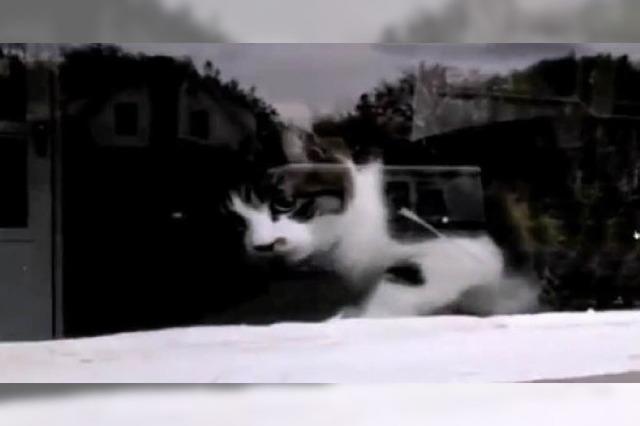 Video: Diese Katze macht Briefträger fertig