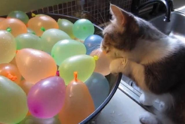 Video: Kätzchen vs. Wasserbomben