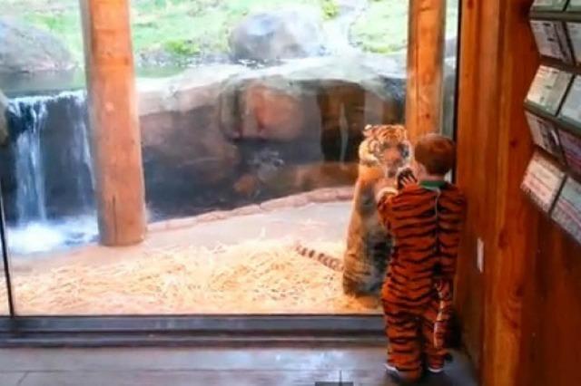 Wenn ein Tigerbaby mit einem als Tiger verkleideten Kind spielt
