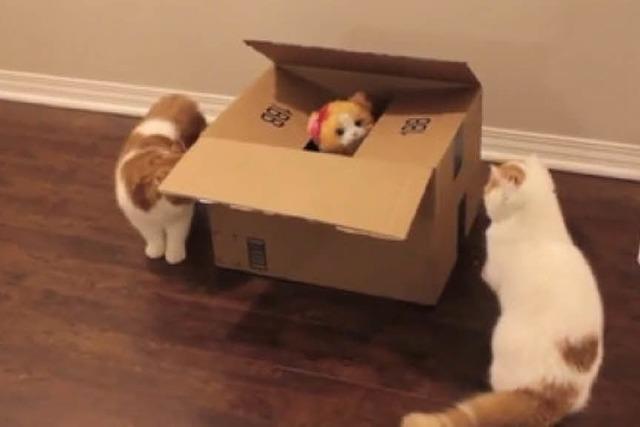 Katzen vs. Robo-Cat