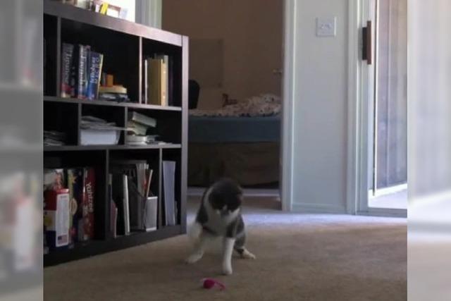 YouTube-Video: Mensch verarscht Katze
