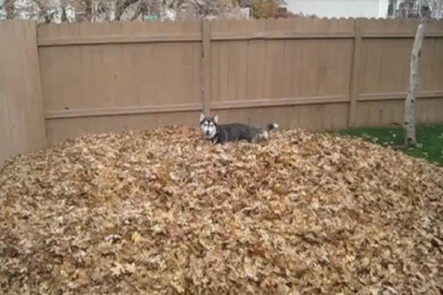 Video: So freut sich ein Husky über einen Blätterhaufen