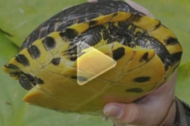 Video: Taucher jagen Schildkröten im Flückigersee