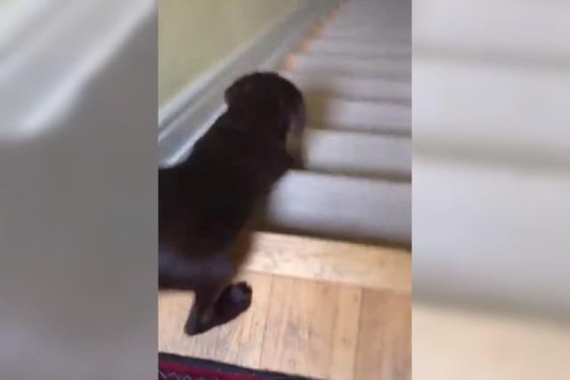 Video: Dieser Labrador hat seine Treppen-Rutsch-Technik perfektioniert