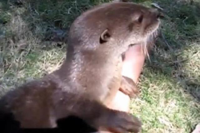 Video: So klingt ein gutgelaunter Baby-Otter