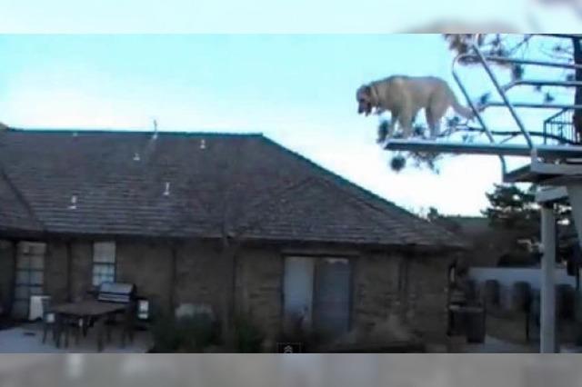 Video: Ein Hund springt vom 3-Meter-Brett