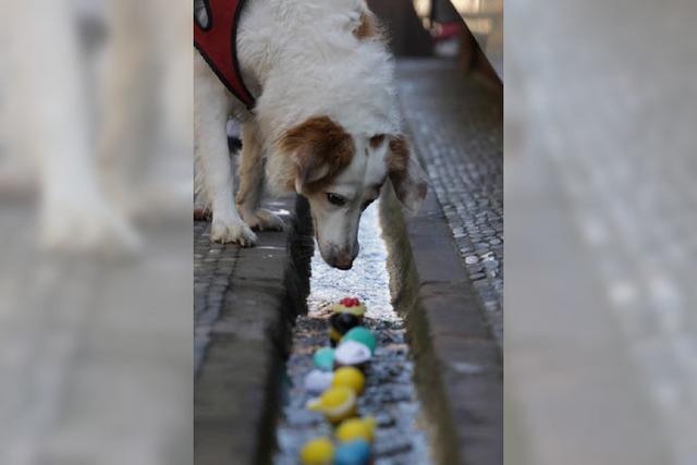 Touristenhund Samina steckt die Nase ins Bächle