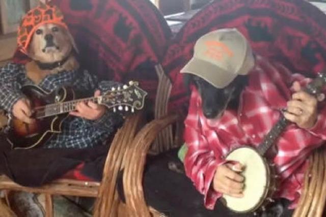 Video: Coole Hunde spielen Banjo