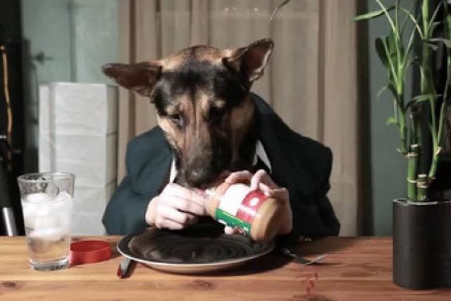 Video: Hund Odin isst Erdnussbutter