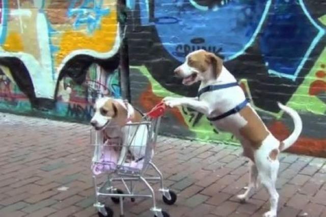 Video: Zwei Beagle und ein Einkaufswagen