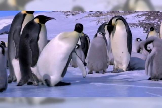 Video: Die tollpatschigsten Pinguine der Welt