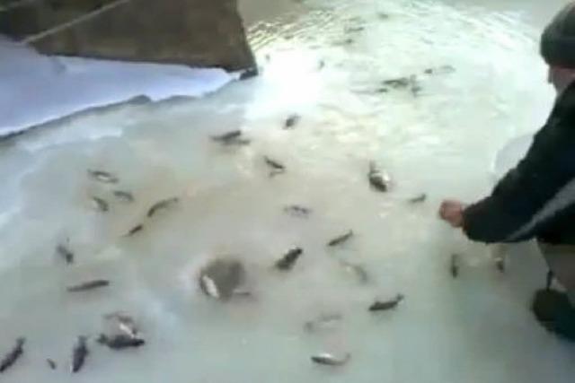 Video: In Russland purzeln einem die Fische entgegen