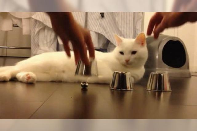 Video: Diese Katze ist besser im Hütchenspiel als Du