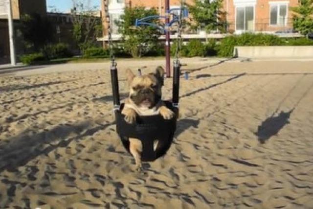 Video: Eine Bulldogge hngt 'rum