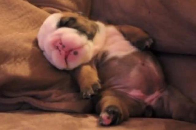 Video: Se Trume, kleine Bulldogge!