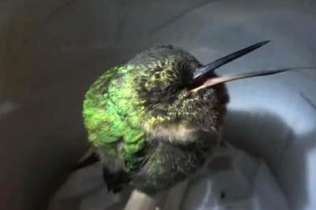 Video: So schnarcht ein Kolibri