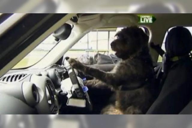 In Neuseeland lernen Hunde Autofahren