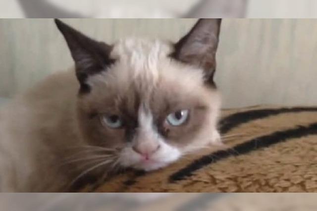 Video: Tard, die missmutige Katze
