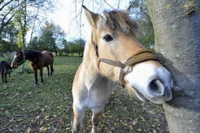 Neue Flle: Pferdeschnder hat sogar schon 14 Mal zugeschlagen