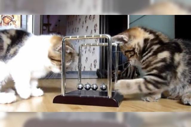Video: Kätzchen spielen mit dem Kugelstoßpendel