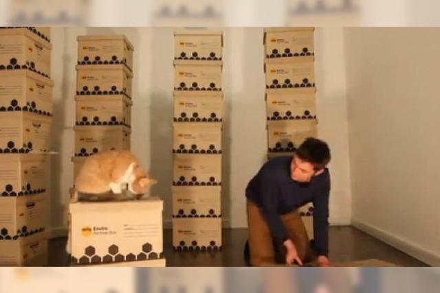 Video: Labyrinth fr eine Katze