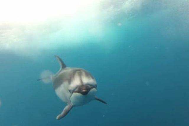 Video: Hallo, Delphin!