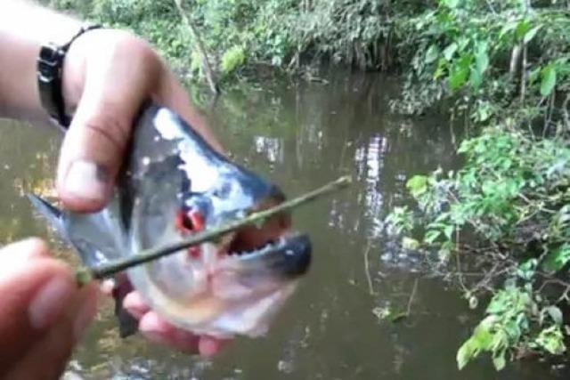 Video: Die Piranha-Schere