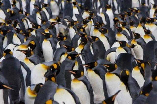 Mittwoch, 13 Uhr: Pinguinkoloniekuschelgruppe am Bert