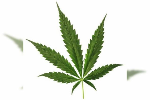 Der Cannabis-Forscher
