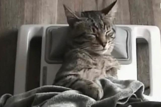 Video: Die Katze und das Shiatsu-Massagegerät