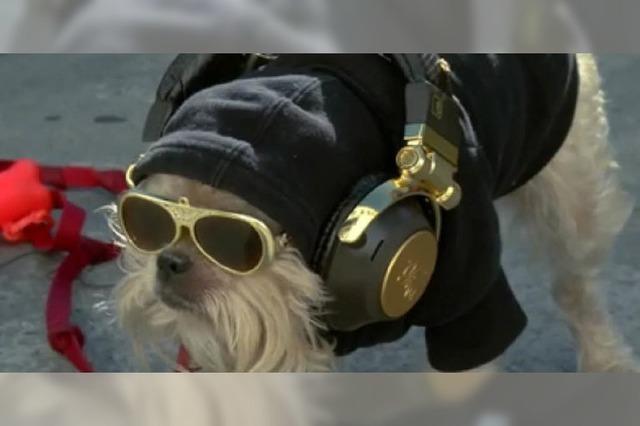 Video: Hunde, die traurige Musik hören