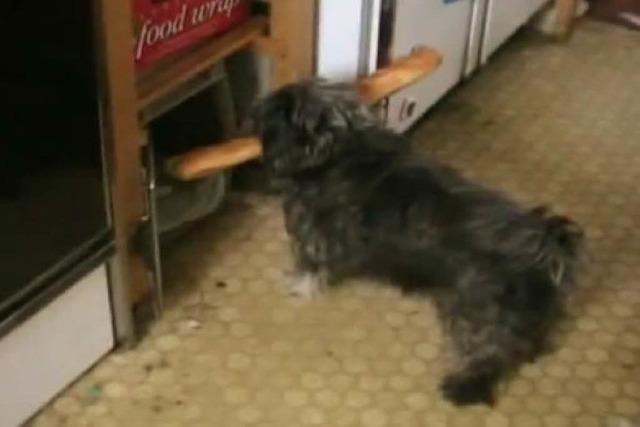 Video: Baguette versus Hund