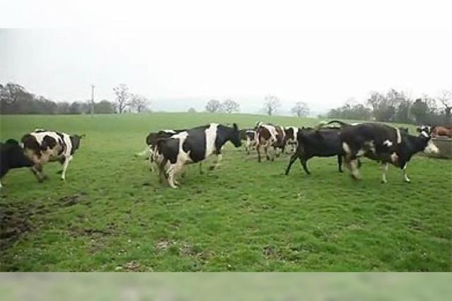 Video: Tanzende Kühe