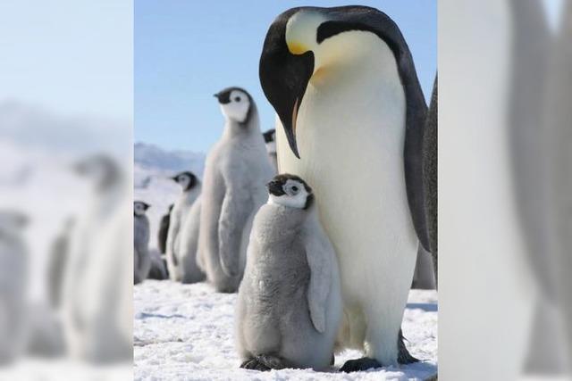 Wie schtzen sich Pinguine vor der Klte? 5 Antworten von Pinguinforscher Daniel Zitterbart