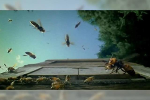 Video: Angriff der Killer-Hornissen