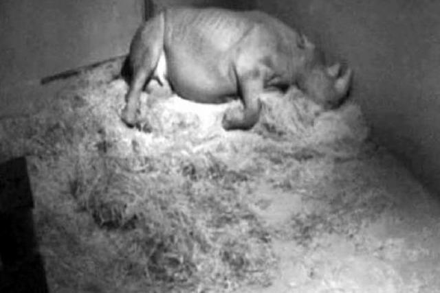 Livestream: Eine Rhino-Kuh kalbt