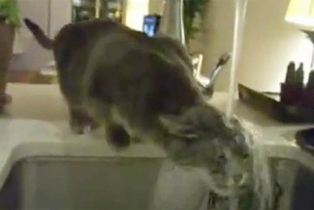 Wasserrattenkatzen