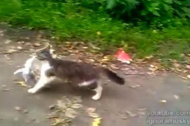 Video: Katze mit Einkaufstte