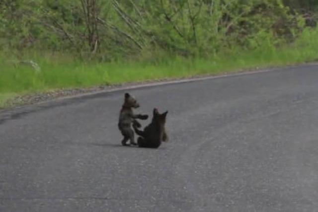 Video: Babybren raufen im Yosemite-Nationalpark