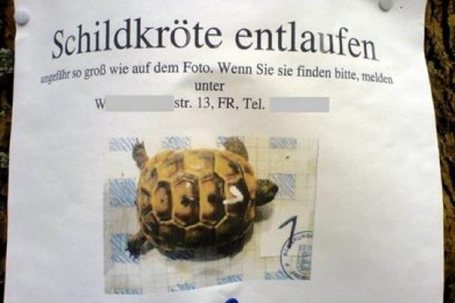 Verfolgungsjagd: Schildkrte in Oberwiehre entkommen